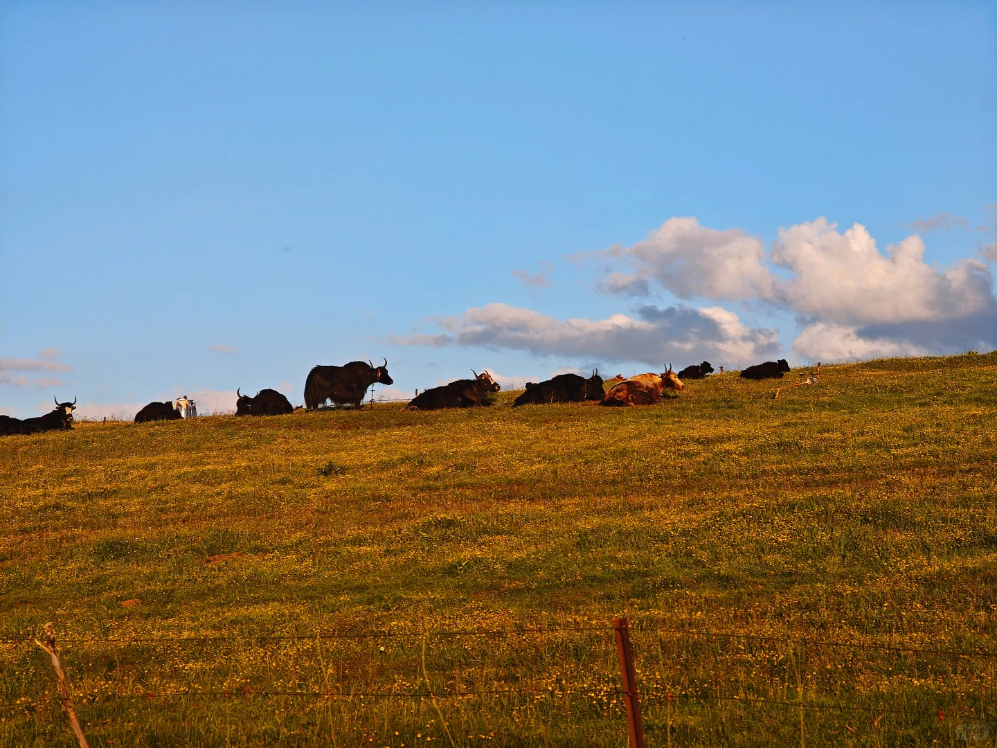 周末两天打来回,可玩红原免费两个景区‼️