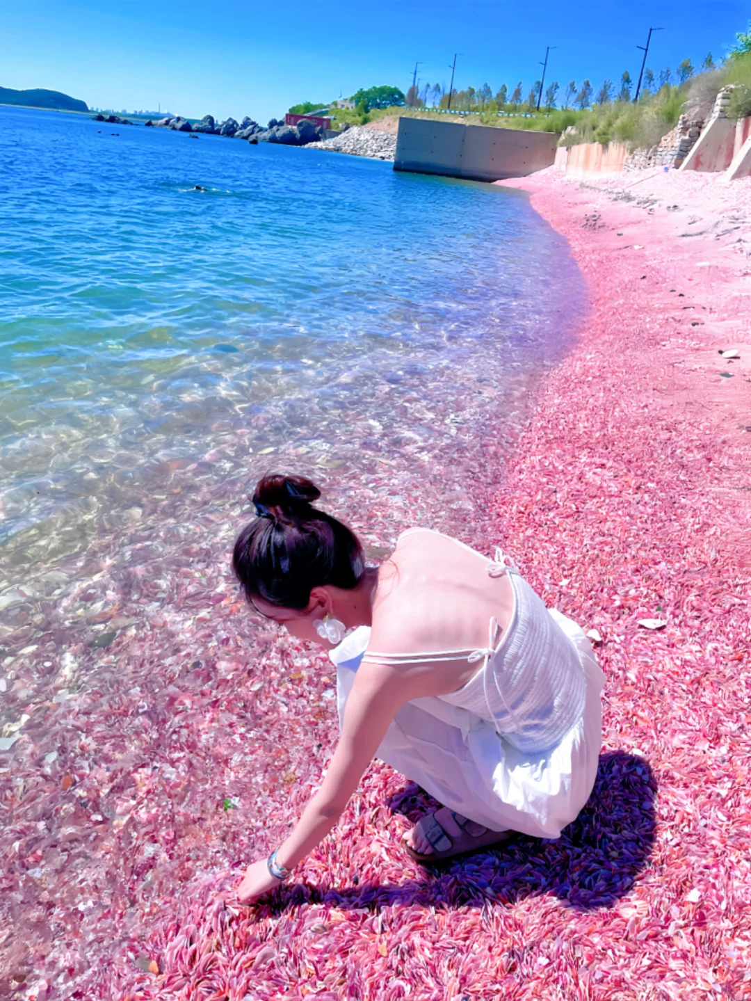 一片被忽视的粉色海滩-董家沟养殖一场～