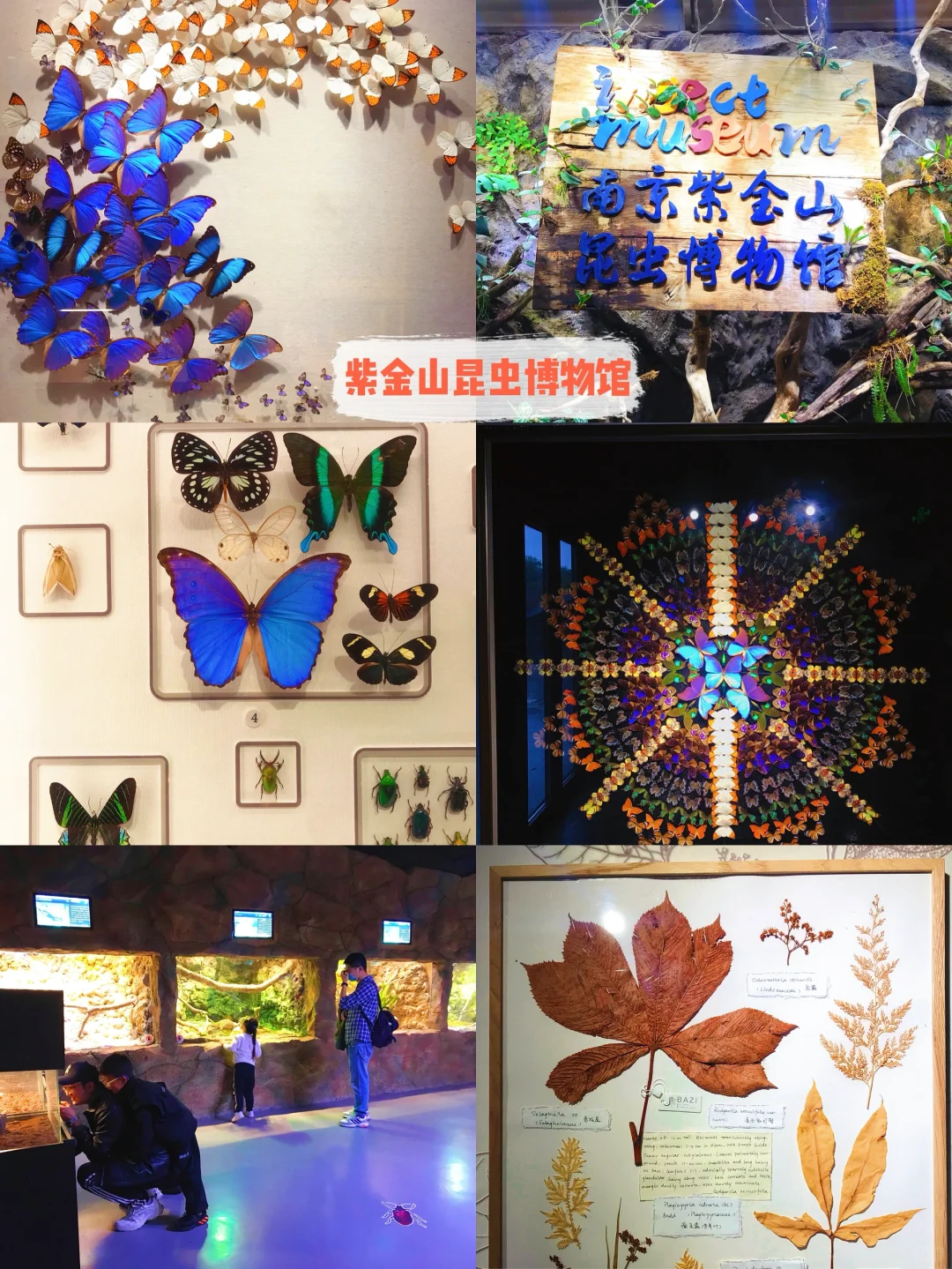 暑假带娃怎么逛南京中山陵‼️一篇讲清