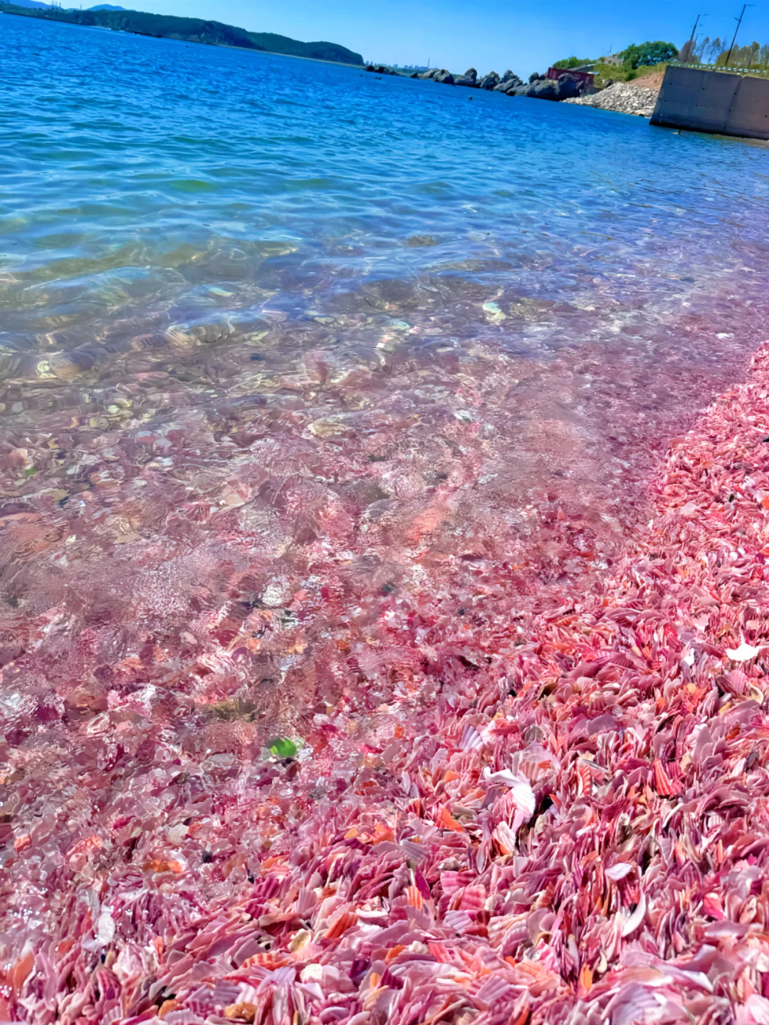 一片被忽视的粉色海滩-董家沟养殖一场～