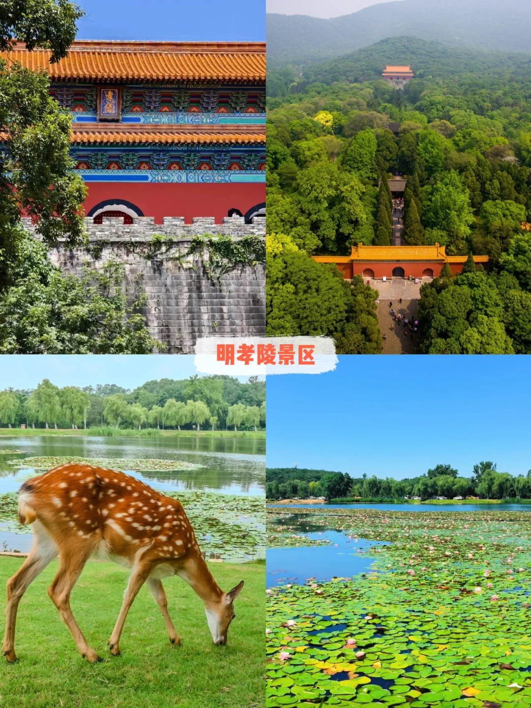 暑假带娃怎么逛南京中山陵‼️一篇讲清