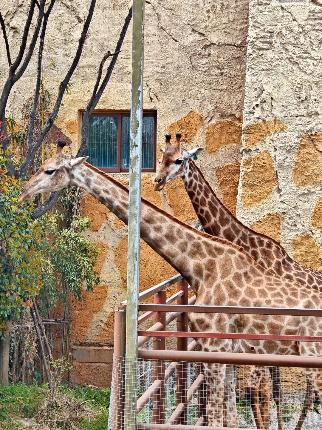 邯郸到郑州银基动物园两天一夜