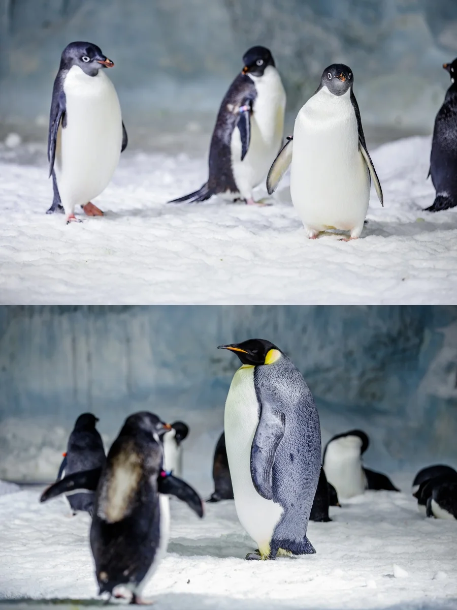 决定了，去珠海长隆的宝子，存下吧，超实用