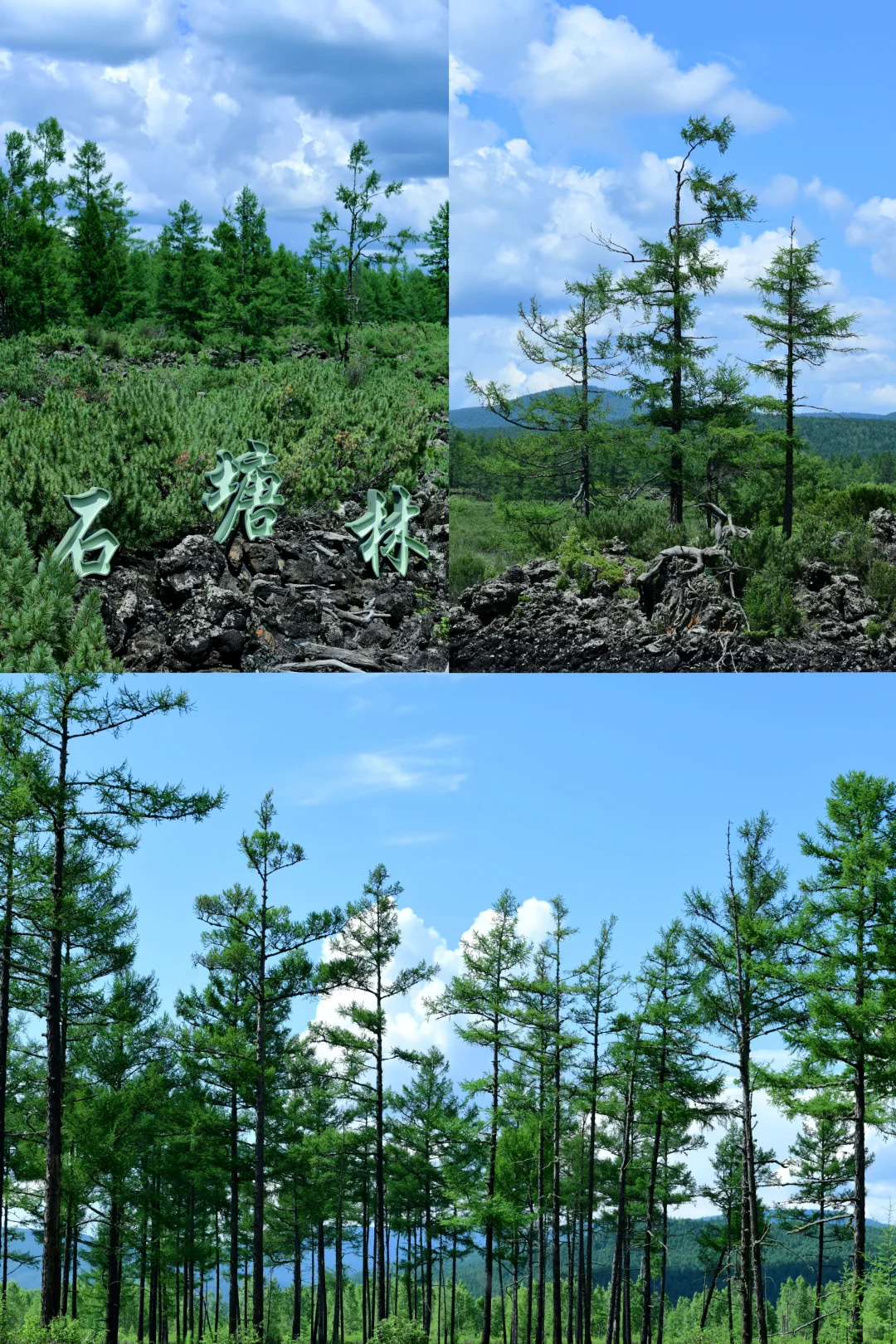 阿尔山必打卡景点|国家森林公园