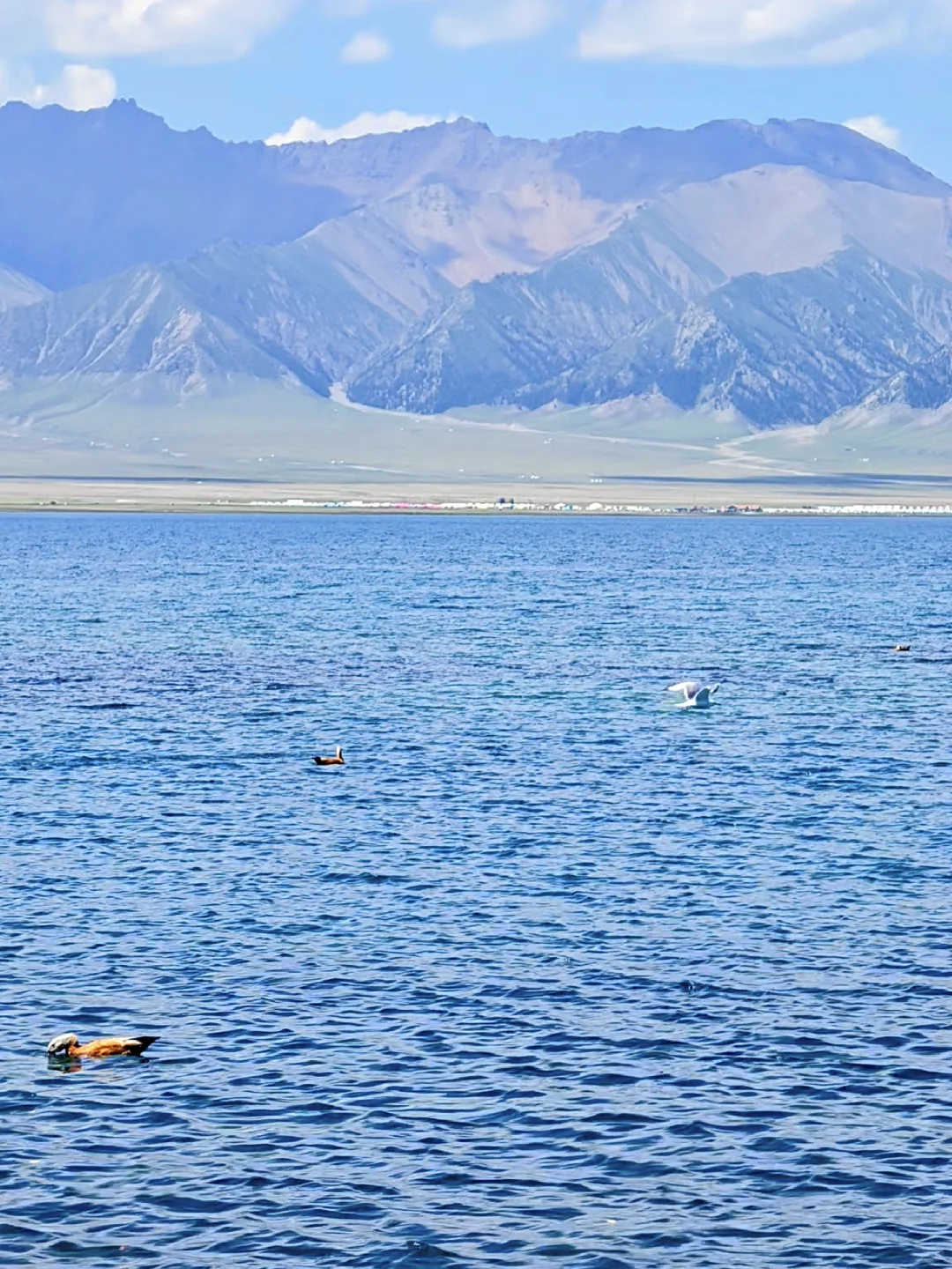 我这一生，总有一个夏天要留给新疆！！