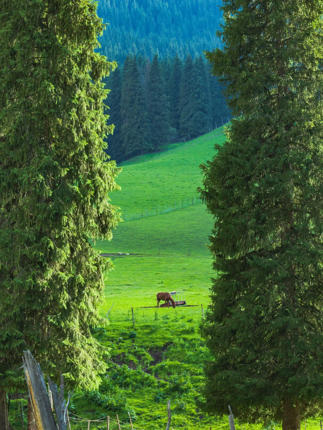 为了这18张照片，我特意飞了一趟新疆伊犁❗