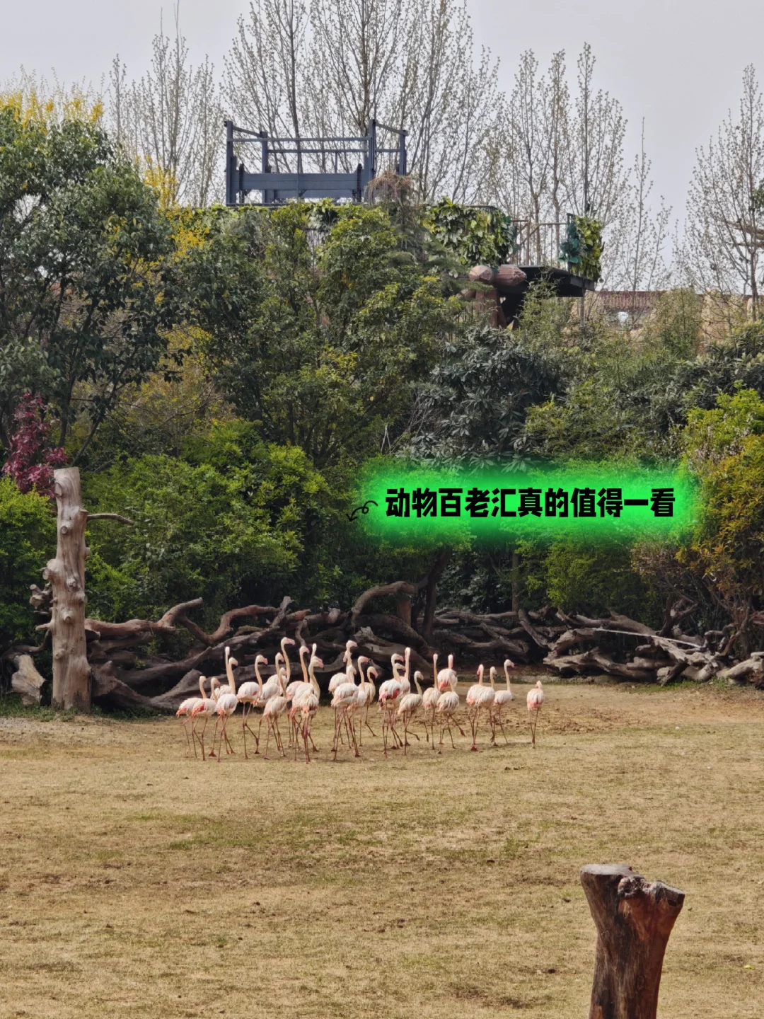 邯郸到郑州银基动物园两天一夜