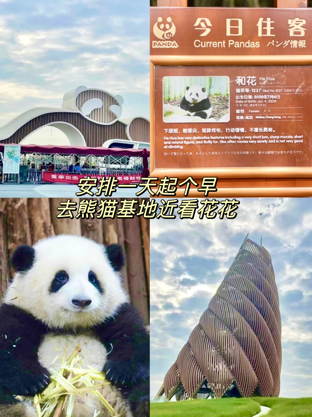 成都土著熬夜整理的旅游攻略！听劝！