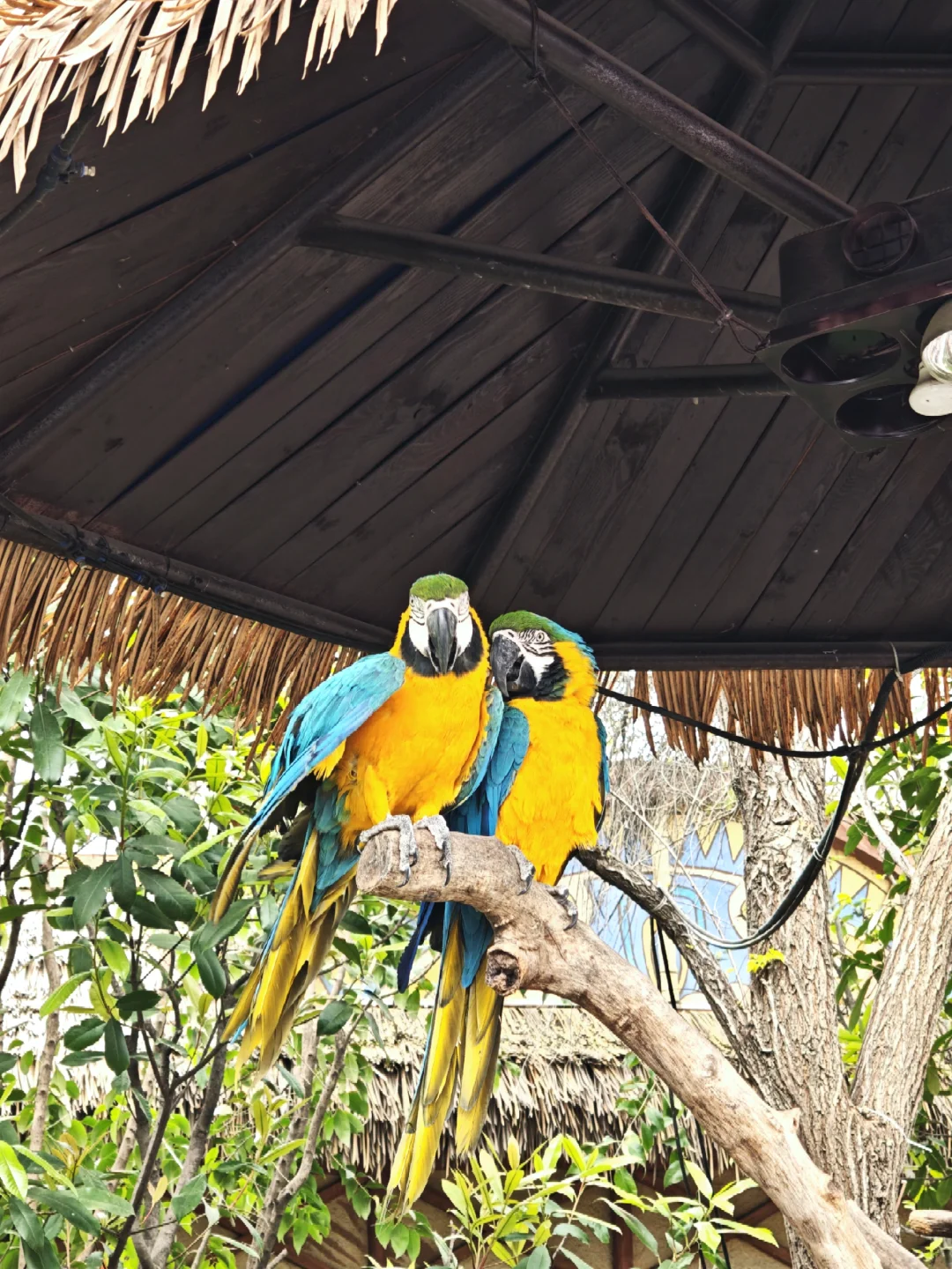 邯郸到郑州银基动物园两天一夜