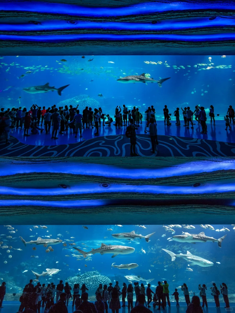 决定了，去珠海长隆的宝子，存下吧，超实用