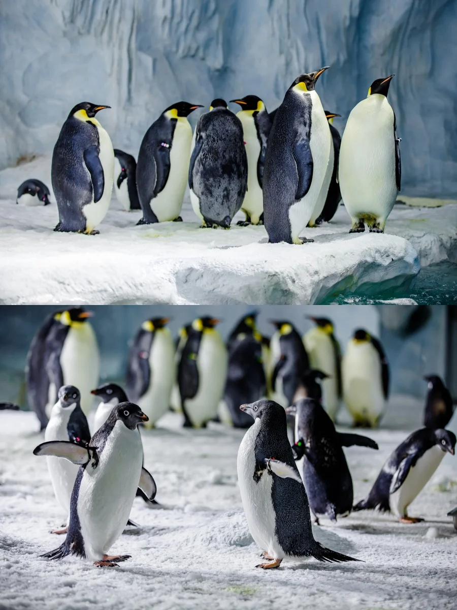 珠海长隆住宿+海洋王国798两大两小🍑总结