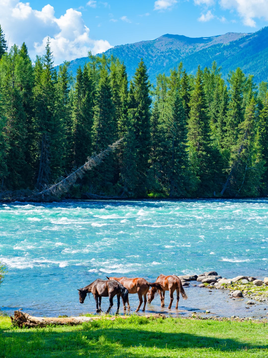 我这一生，总有一个夏天要留给新疆！！
