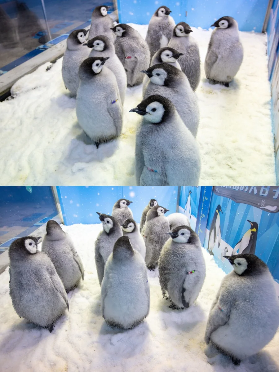 决定了，去珠海长隆的宝子，存下吧，超实用