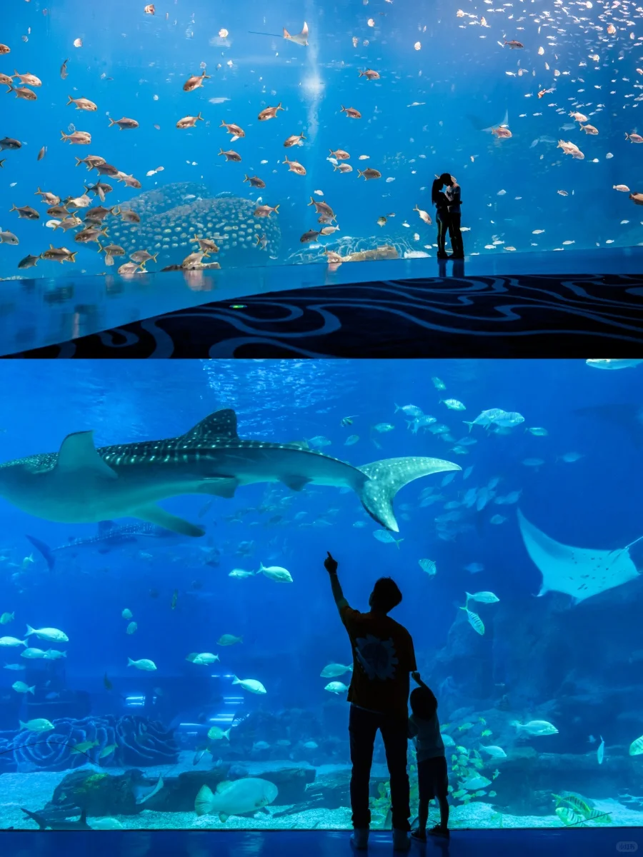 珠海长隆住宿+海洋王国798两大两小🍑总结