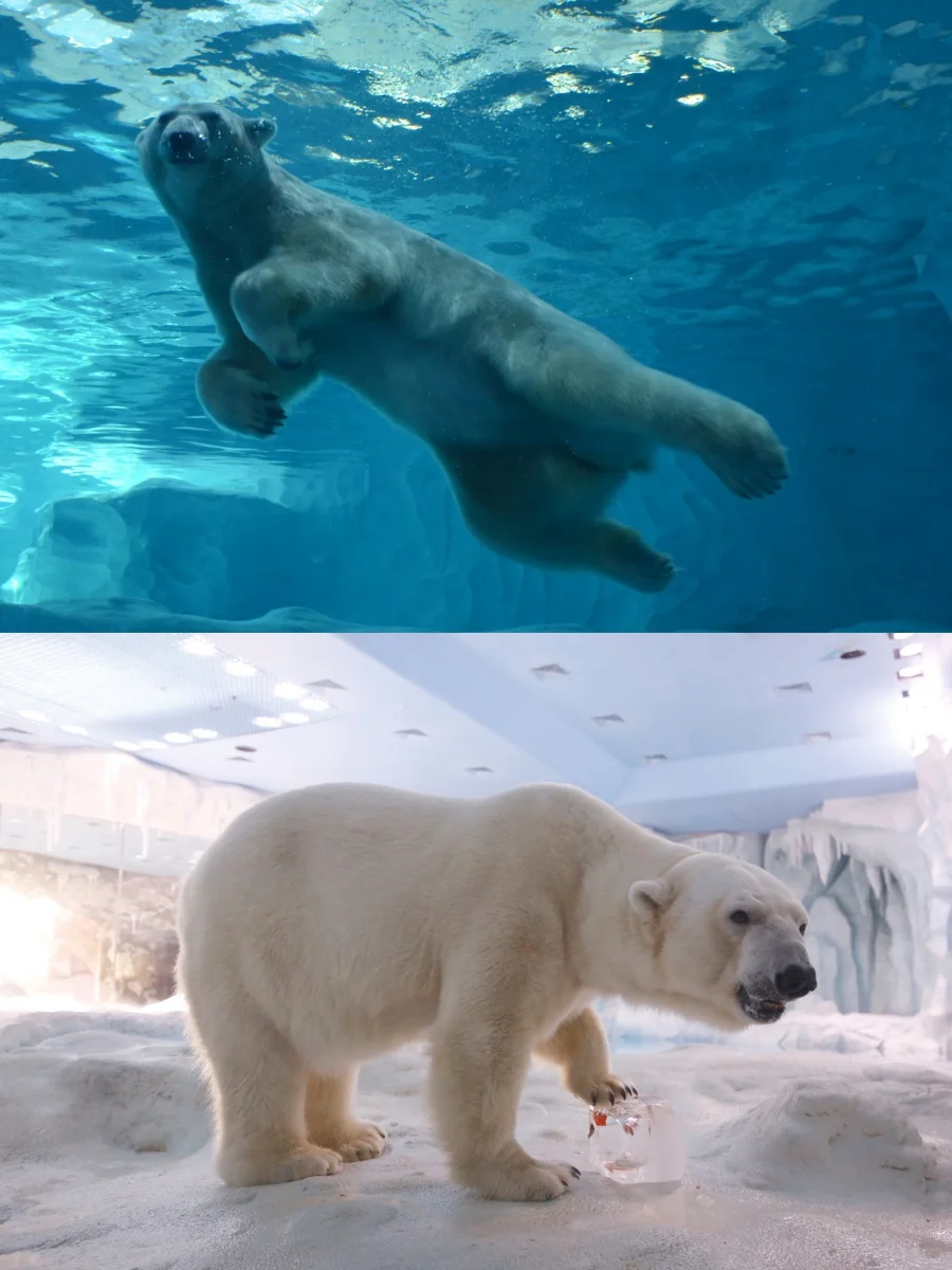 决定了，去珠海长隆的宝子，存下吧，超实用