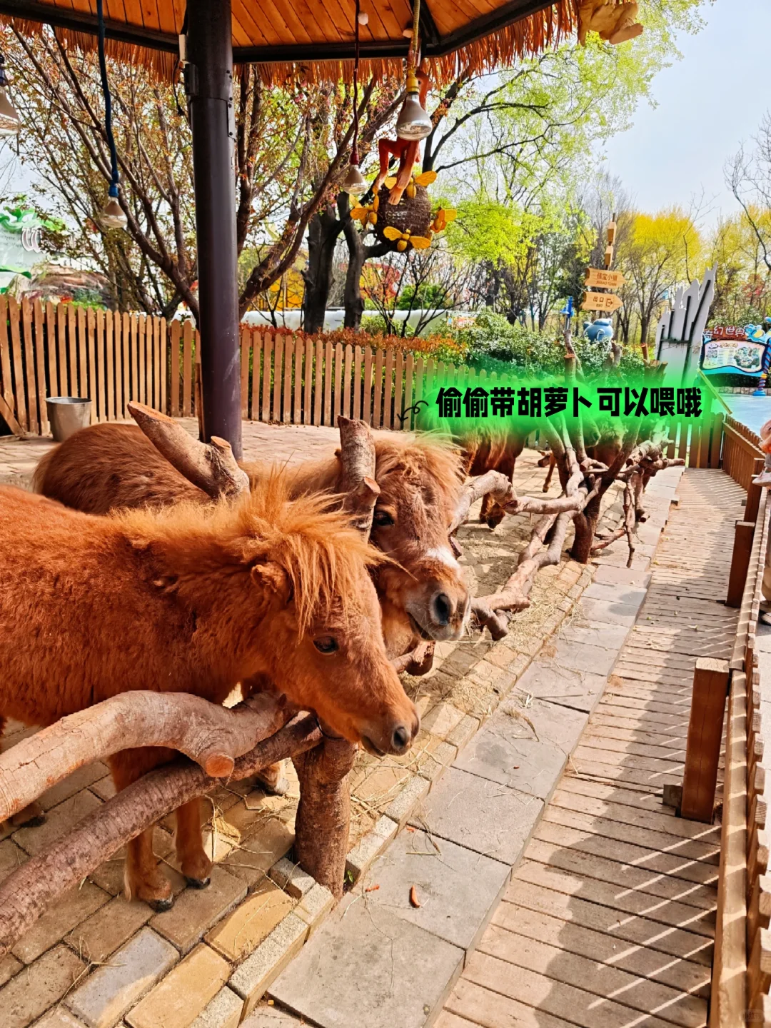 邯郸到郑州银基动物园两天一夜