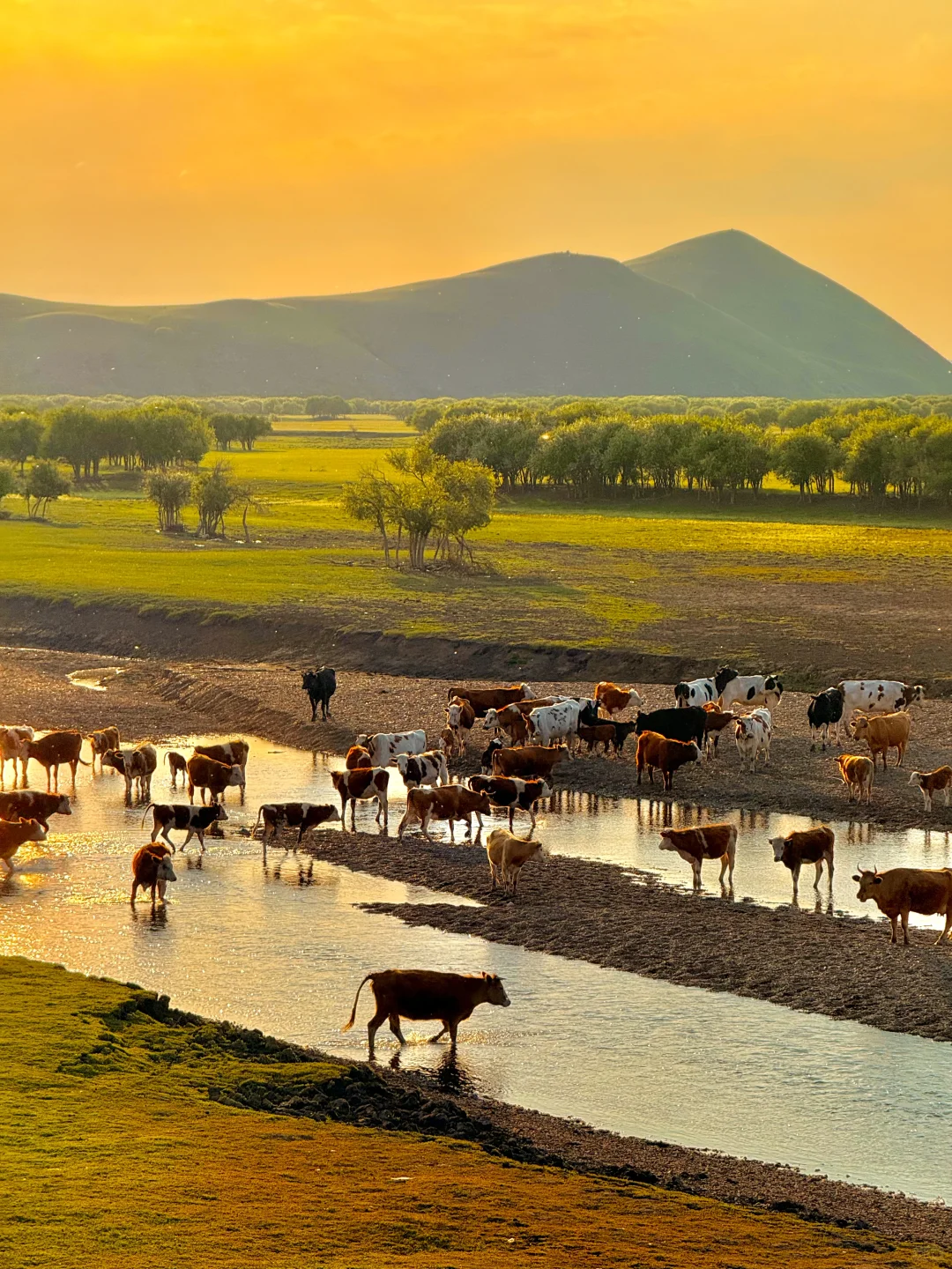 Live实拍❗️初夏的内蒙古才是人间理想❗️