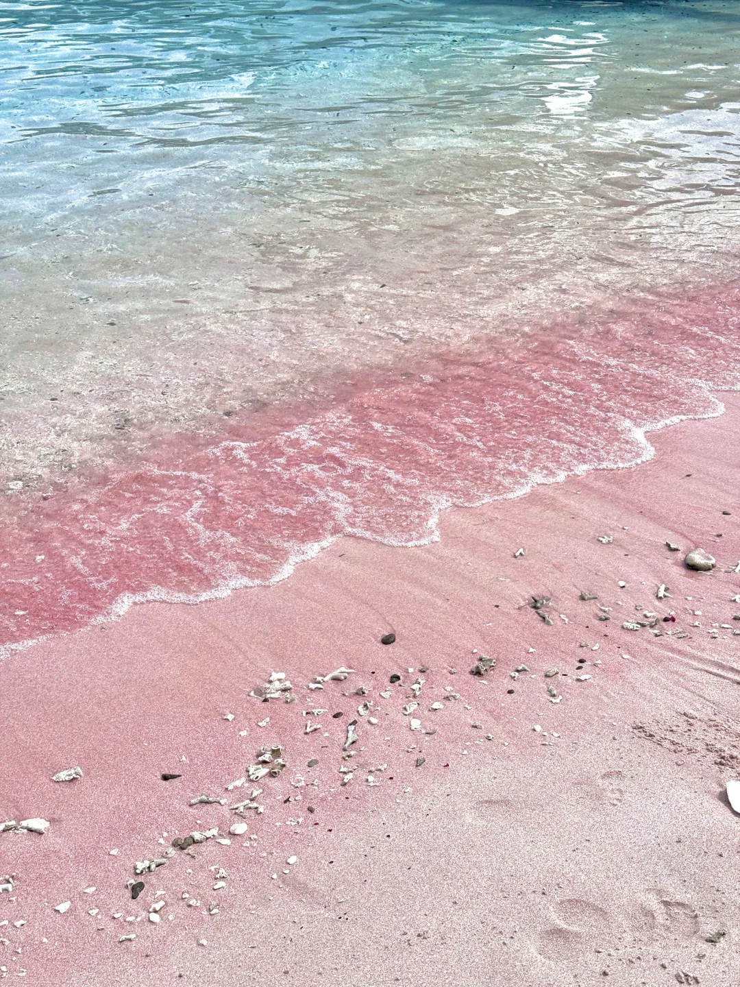 印尼科莫多🇮🇩｜这是传说中的粉色沙滩吗？！