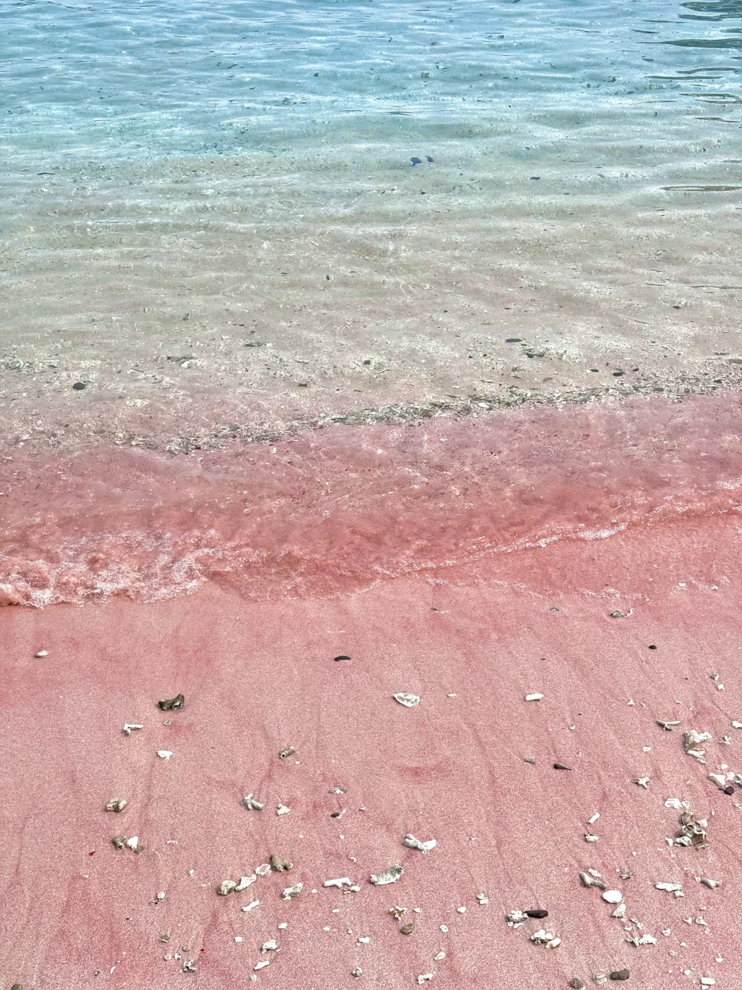 印尼科莫多🇮🇩｜这是传说中的粉色沙滩吗？！