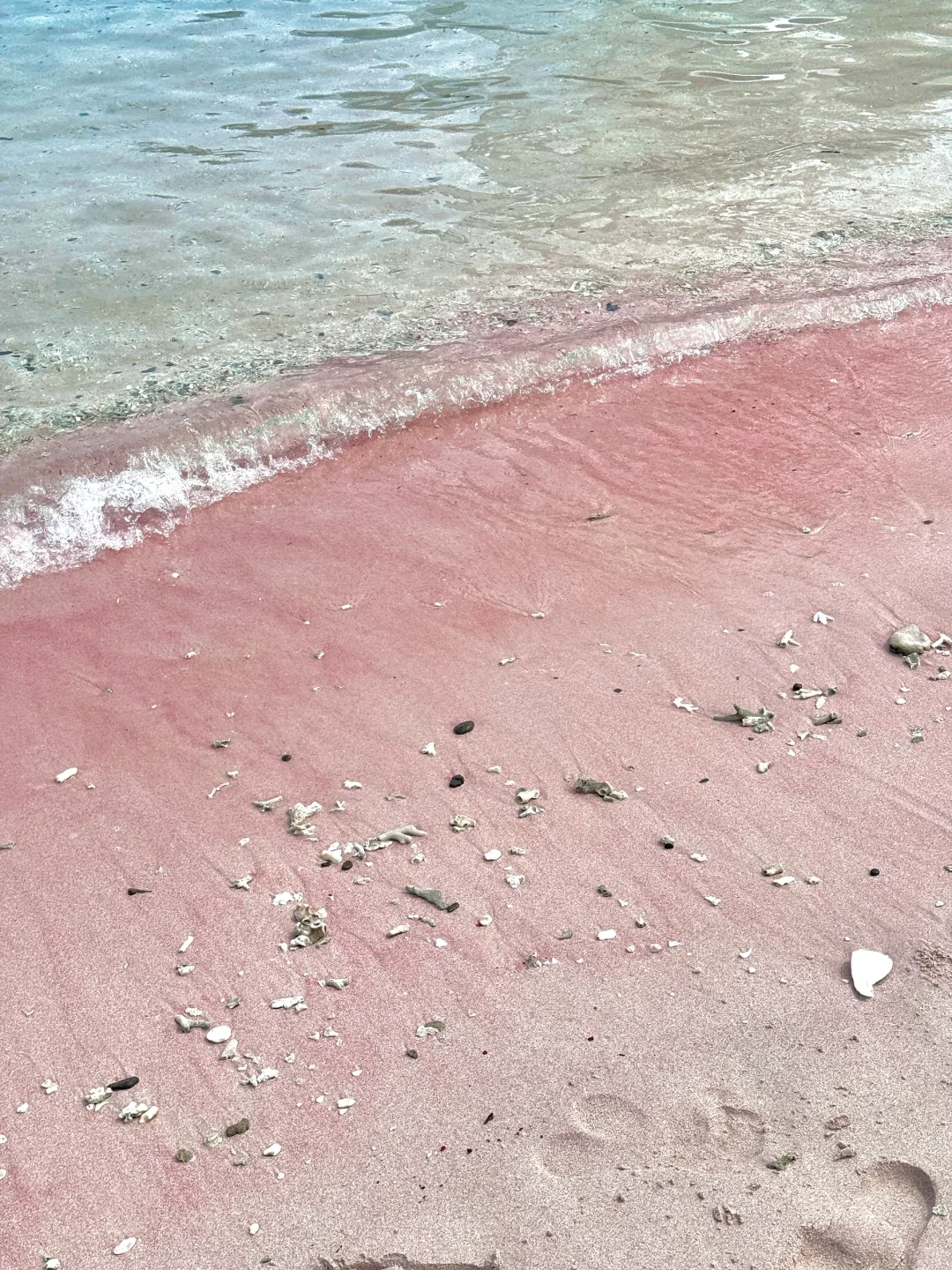 印尼科莫多🇮🇩｜这是传说中的粉色沙滩吗？！