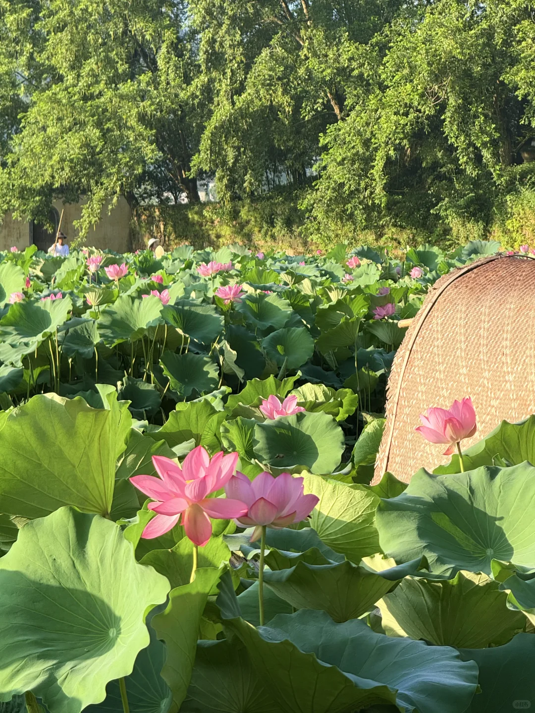 早晨的呈坎