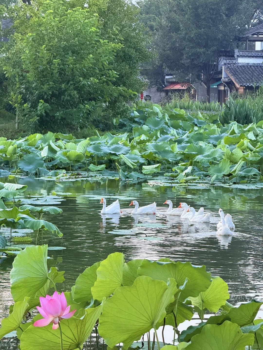 早晨的呈坎