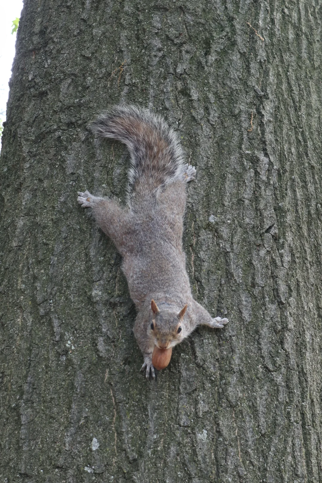 🇺🇸25岁ENFJ纽约solo trip🥳