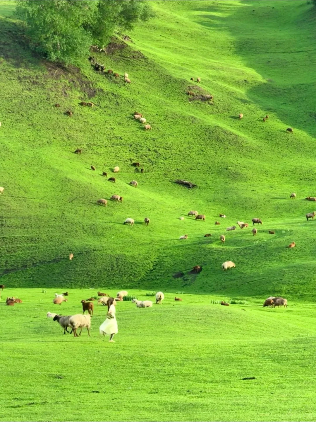 在新疆拍到了我的人生live!🌲🐂🐑🍃
