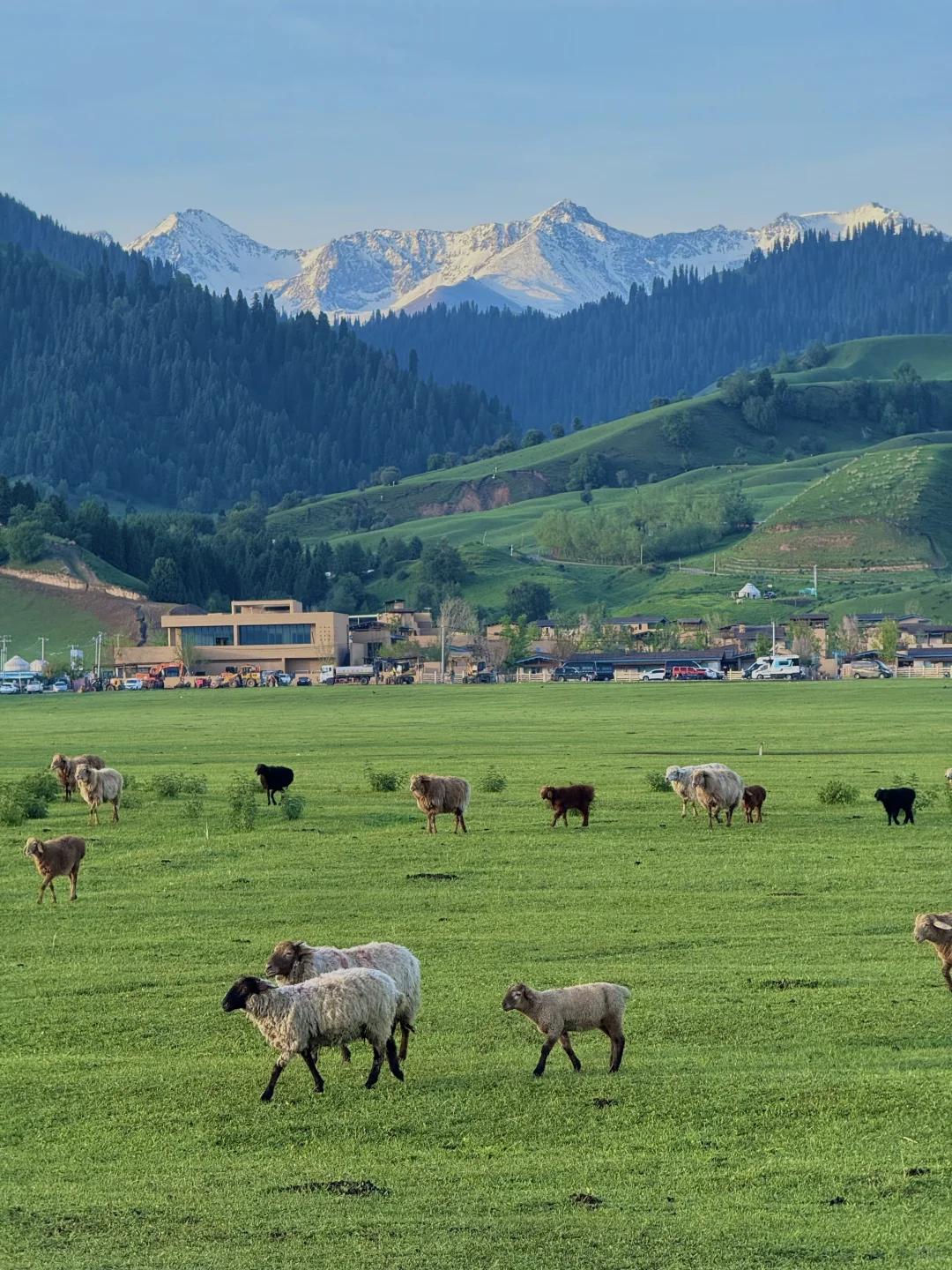 在新疆拍到了我的人生live!🌲🐂🐑🍃