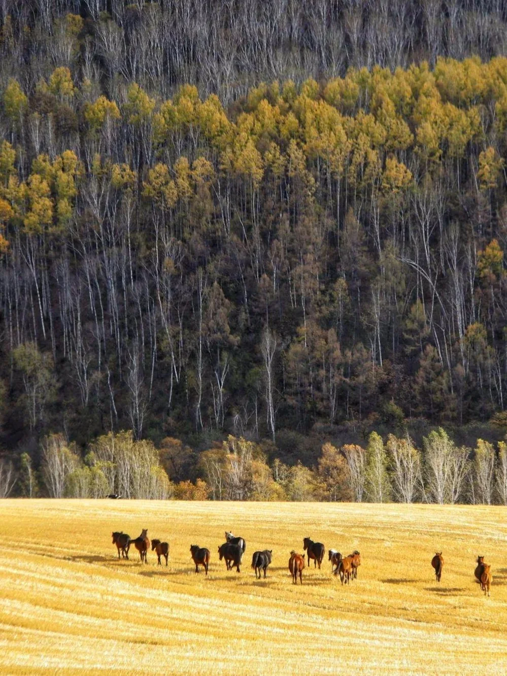 人生建议9-10月一定要去呼伦贝尔看秋天童话