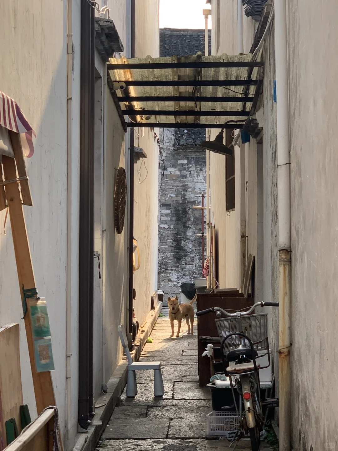 迅哥儿，你家好美🥹