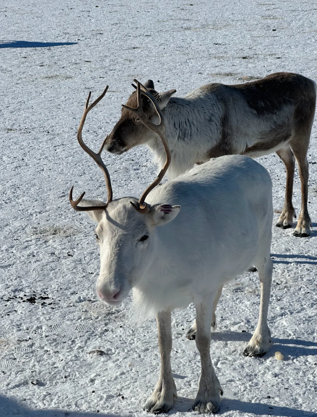 🇳🇴在挪威！！live的意义被具象化…
