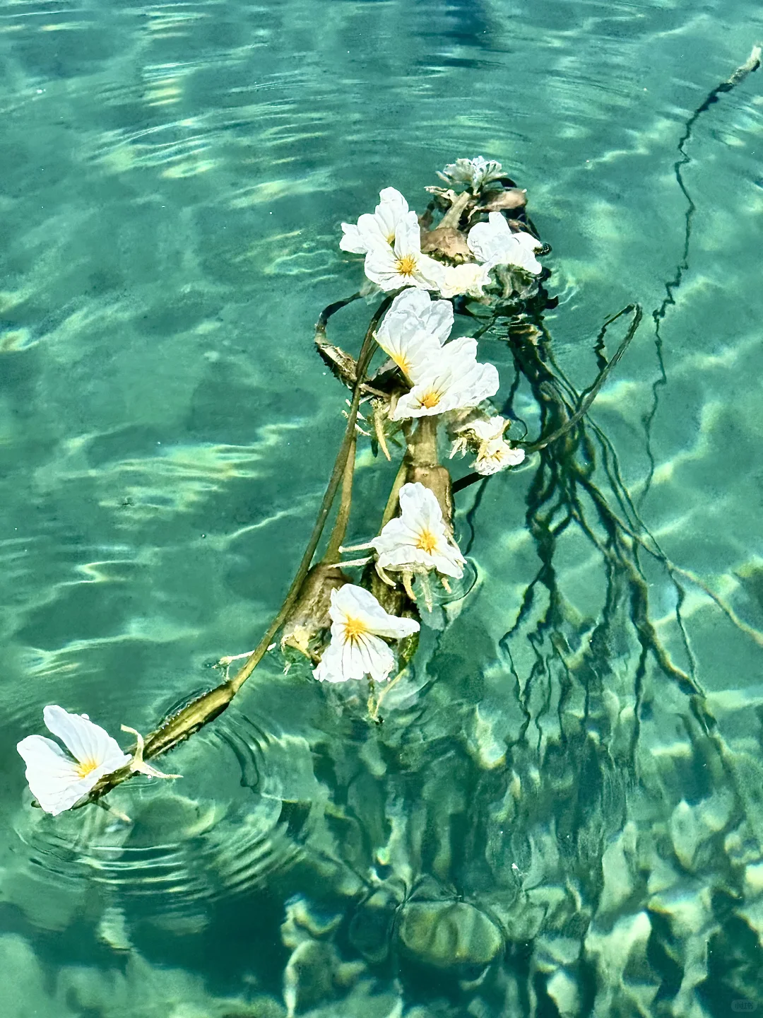 在泸沽湖看到了果冻湖🌊