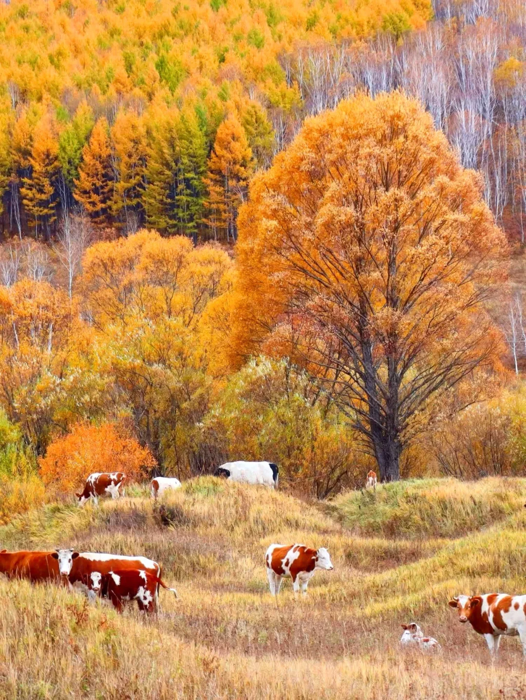 人生建议9-10月一定要去呼伦贝尔看秋天童话