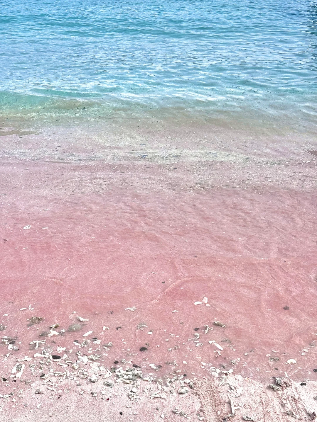 印尼科莫多🇮🇩｜这是传说中的粉色沙滩吗？！