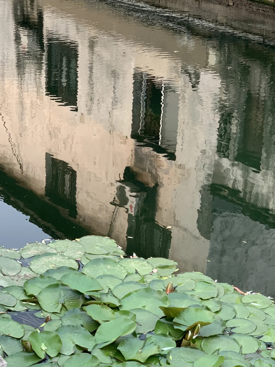 迅哥儿，你家好美🥹