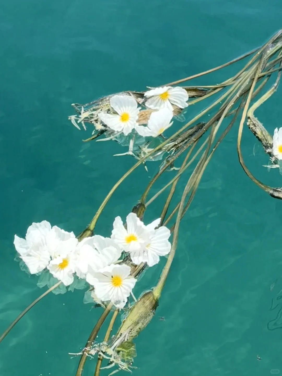 在泸沽湖看到了果冻湖🌊
