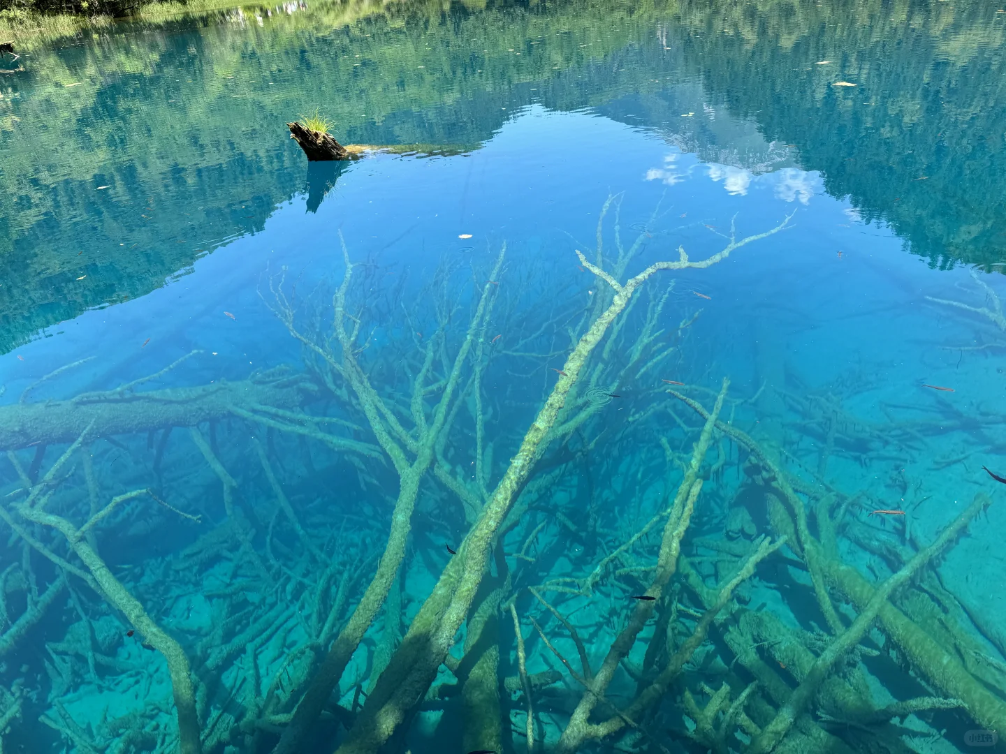 九寨沟7月中旬实况
