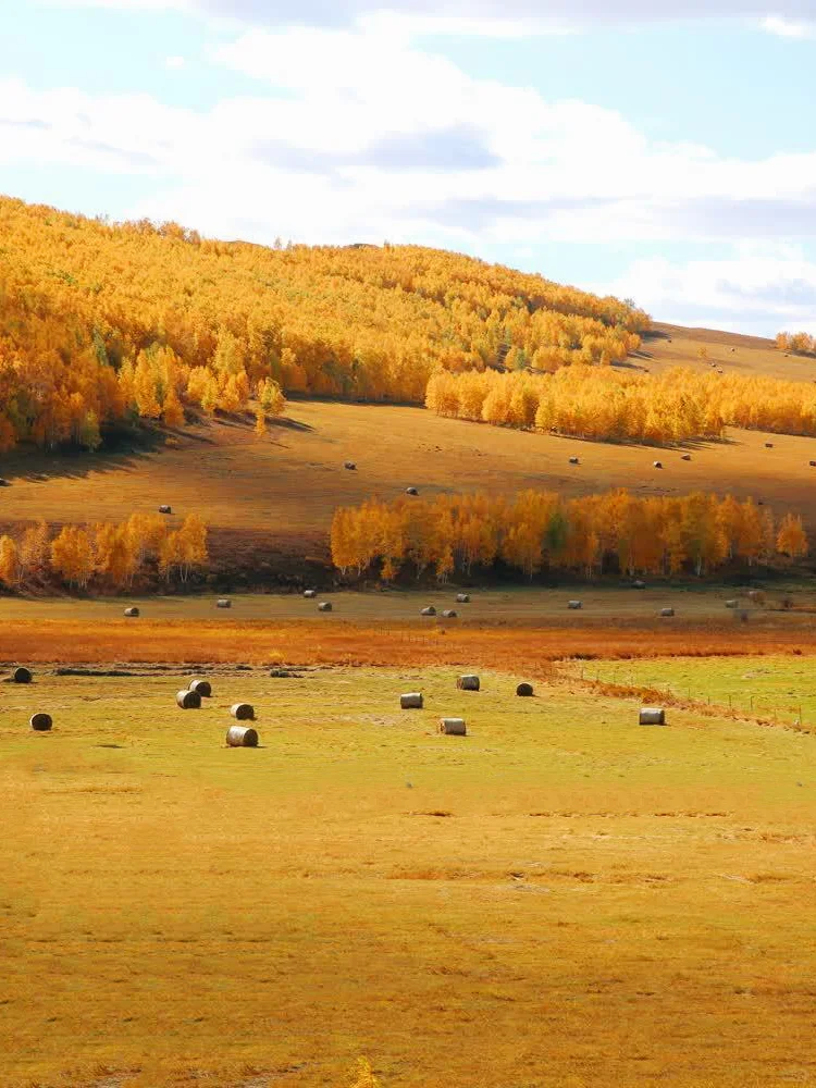 人生建议9-10月一定要去呼伦贝尔看秋天童话