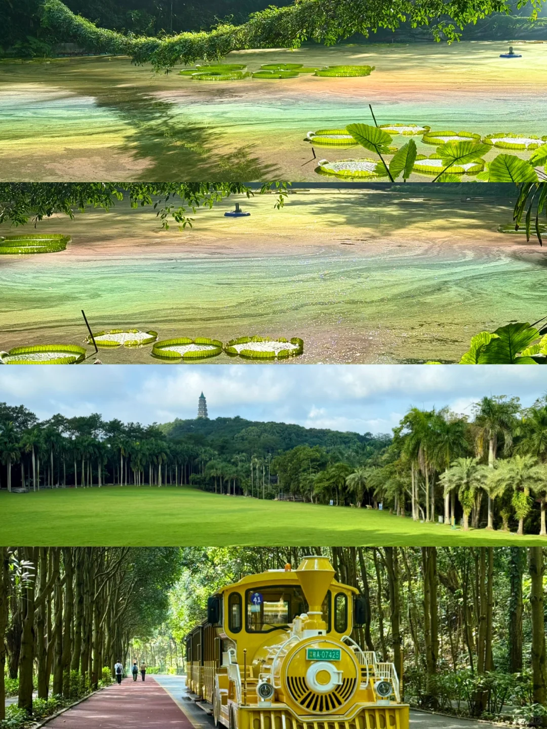 7.17青秀山实况:不敢想象这是雨林大观~