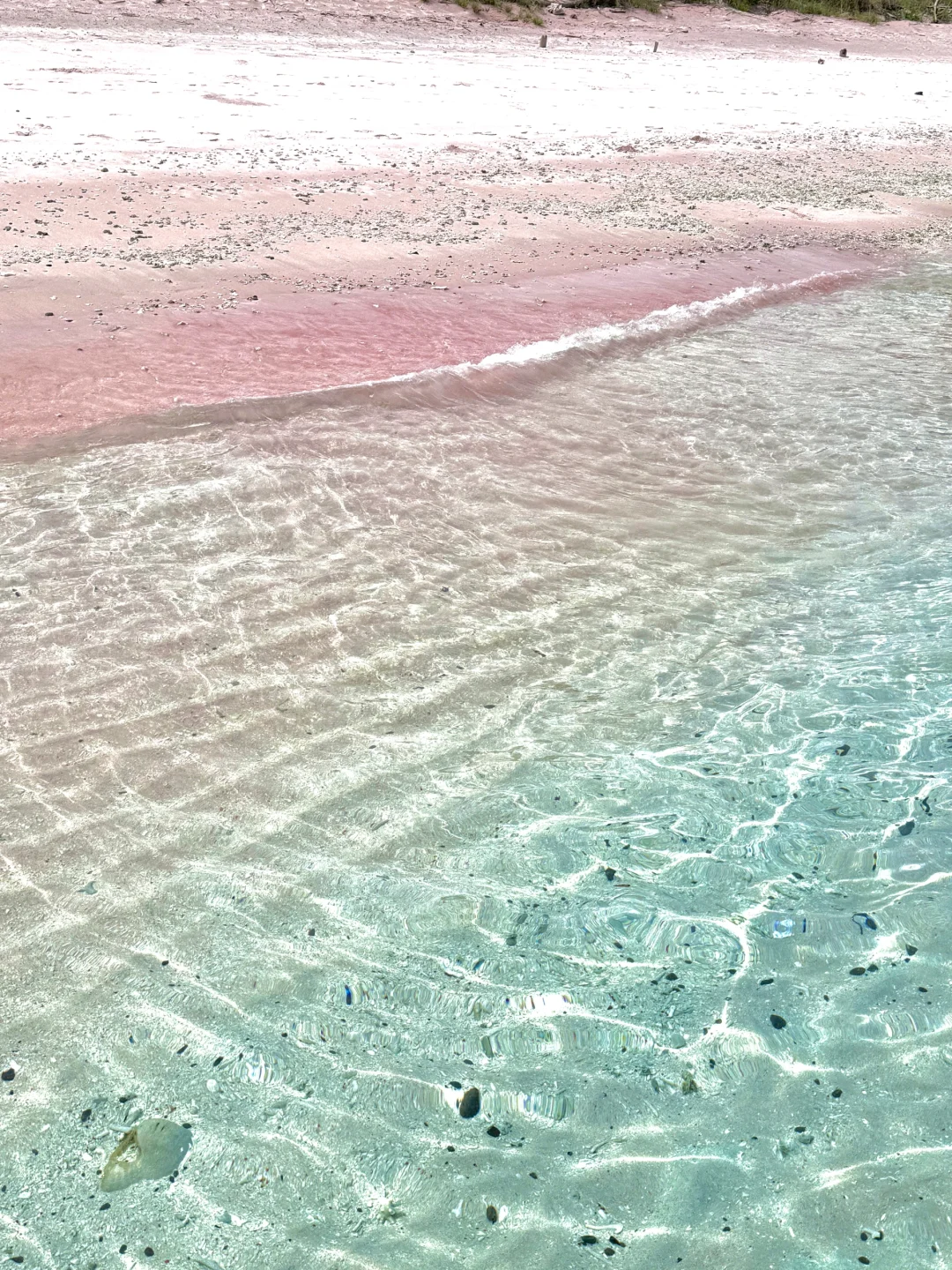 印尼科莫多🇮🇩｜这是传说中的粉色沙滩吗？！