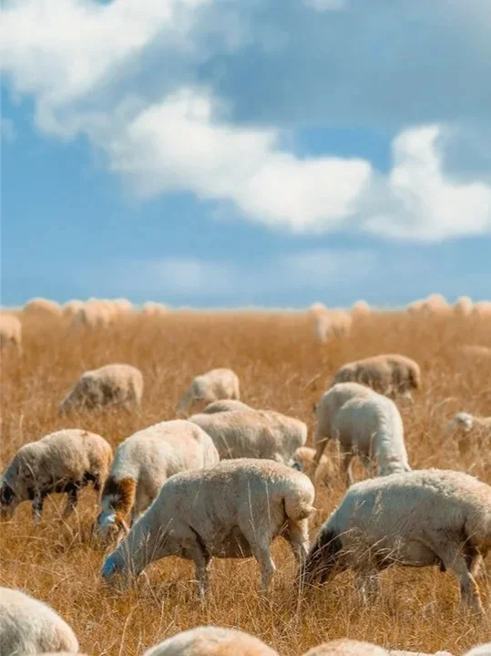 人生建议9-10月一定要去呼伦贝尔看秋天童话