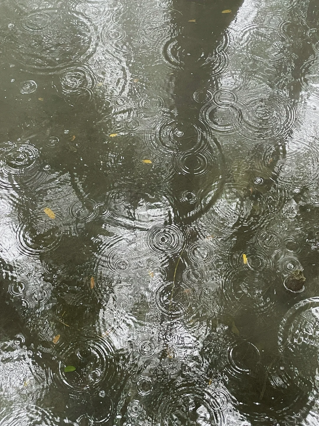雨景落雁 美的像水墨画