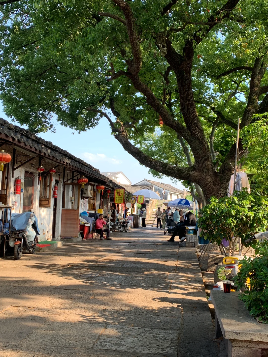 迅哥儿，你家好美🥹