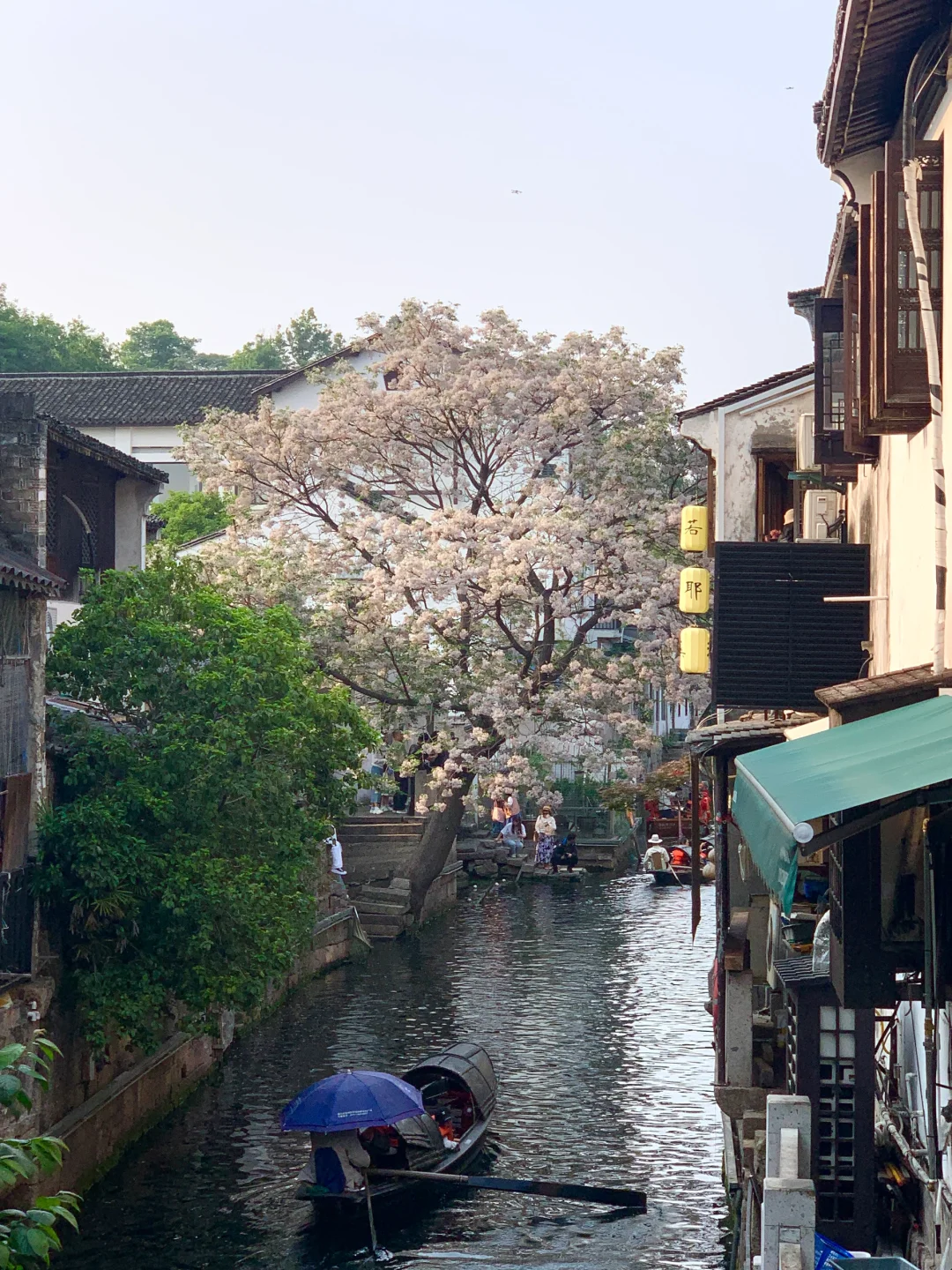 迅哥儿，你家好美🥹