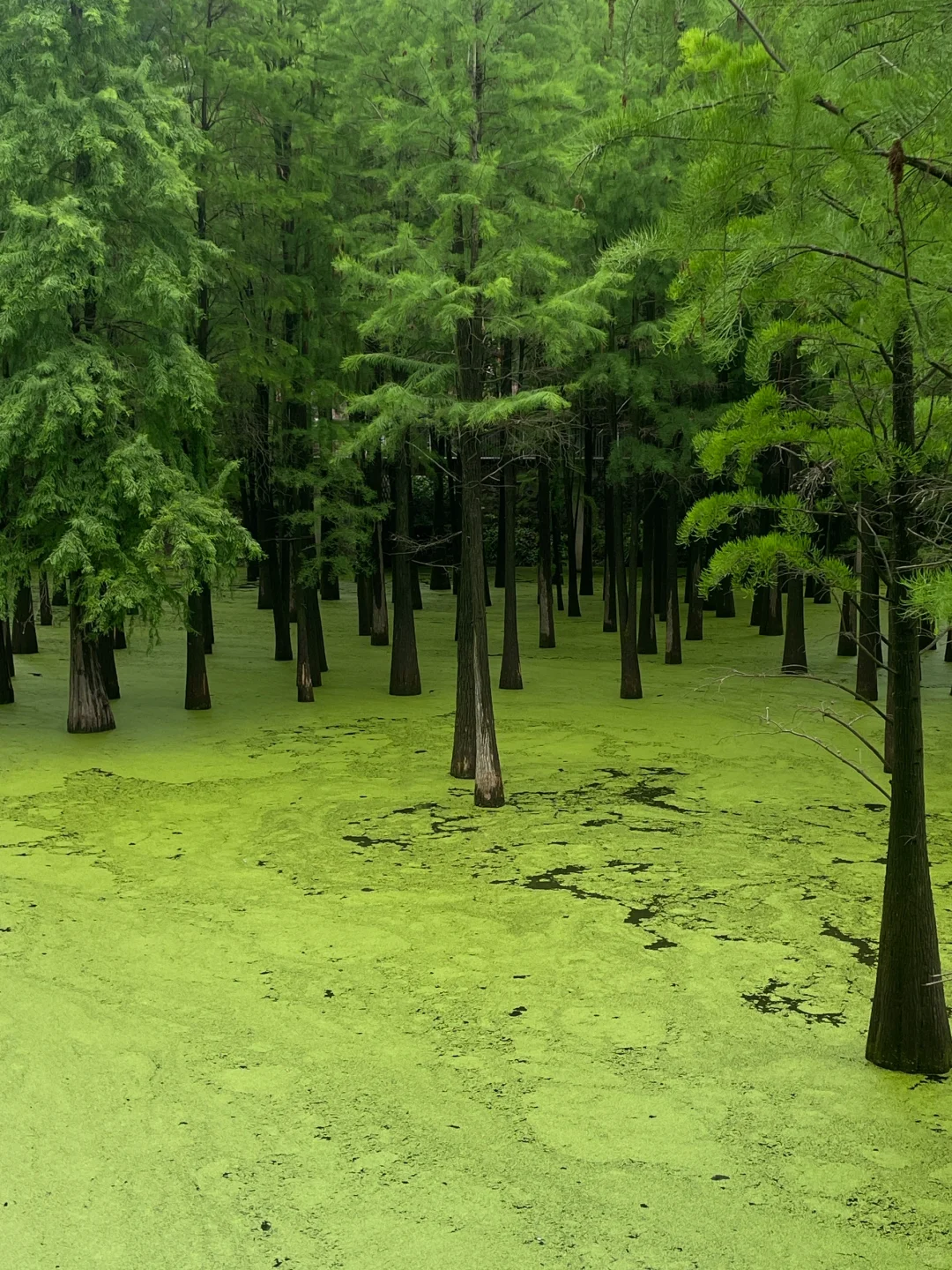 在这个夏天闯入了童话般的水上森林🌲青山湖