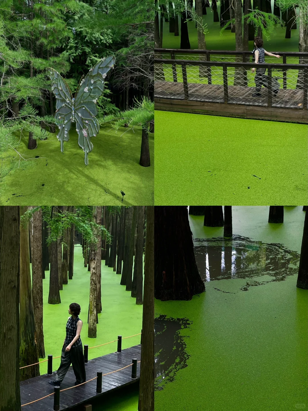 在这个夏天闯入了童话般的水上森林🌲青山湖