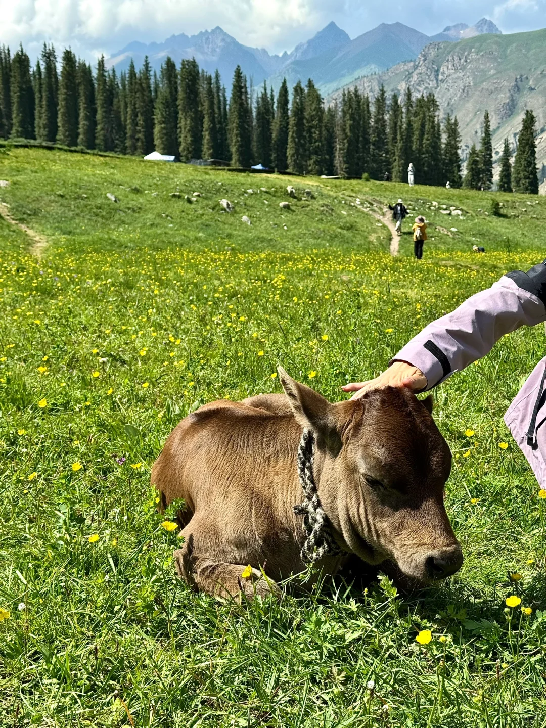雪山草原🏔️夏塔的美无可替代……