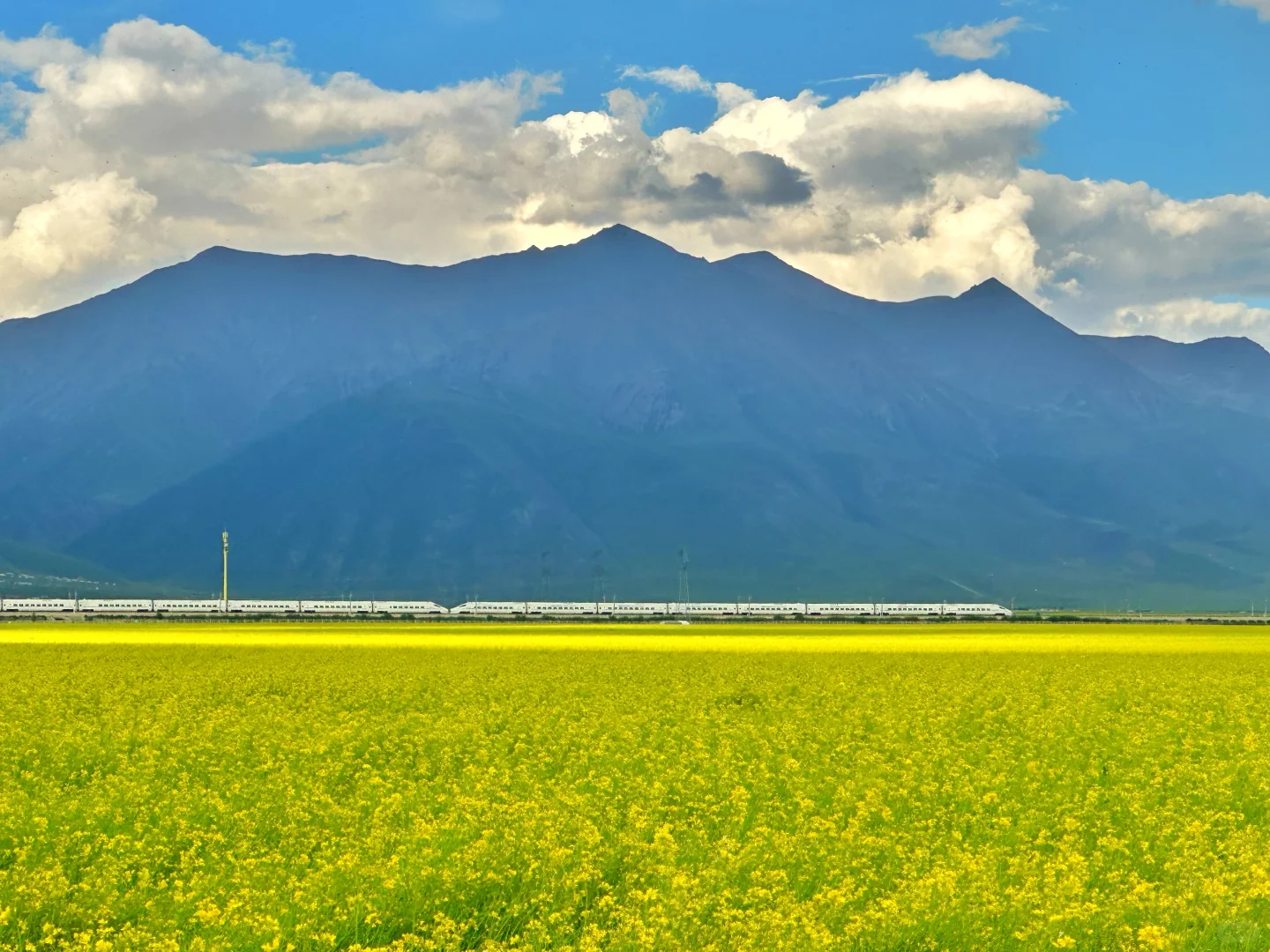 七月门源,大自然的顶级金色浪漫🧡🧡