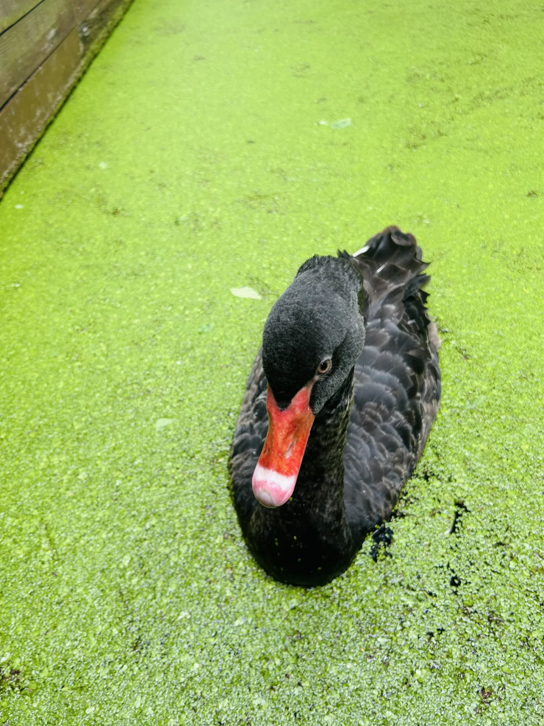 闯入现实版“绿野仙踪”🍃🌳